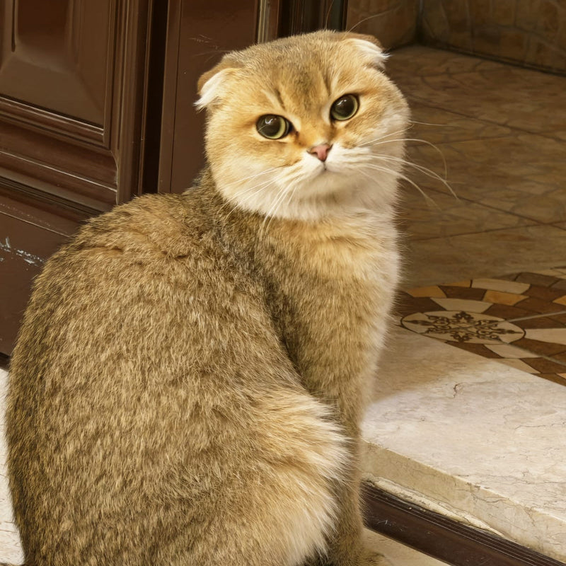 Scottish Fold / Male / 1 Year Old