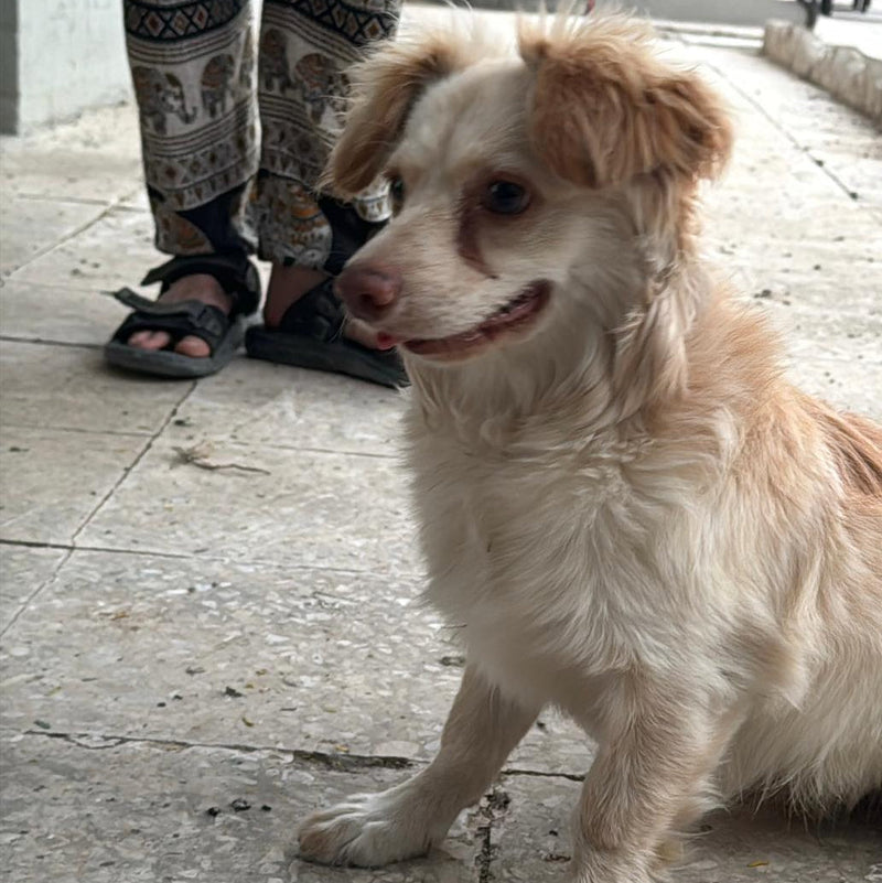 Mix Breed Dog / Male / 1 Year Old