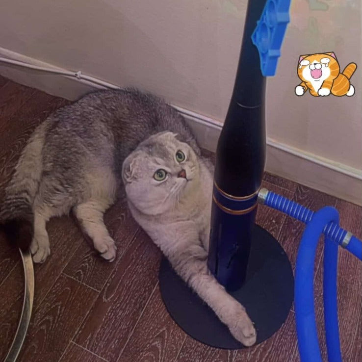 Scottish Fold / Male / 2 Years Old