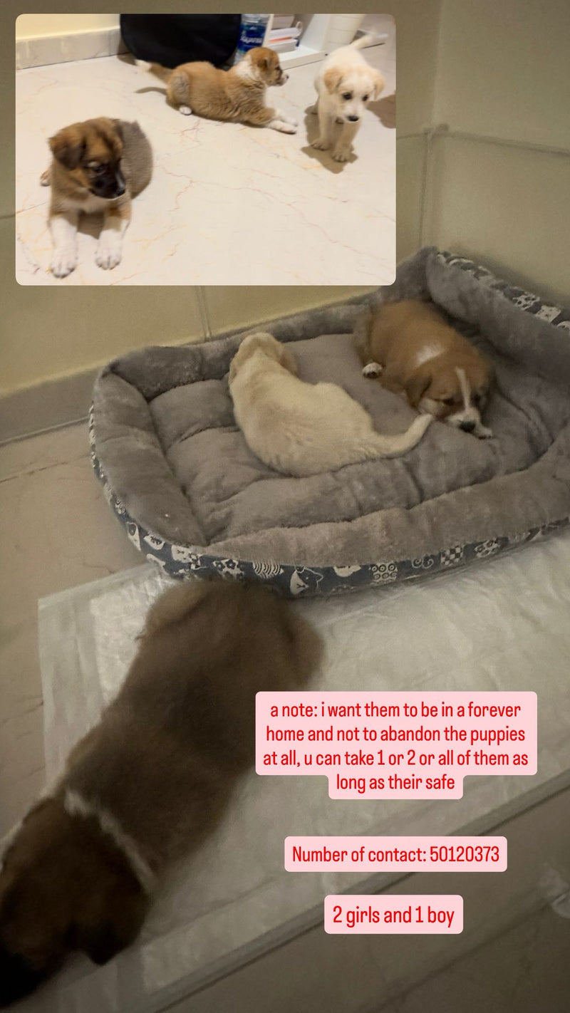 Mix Breed Puppies