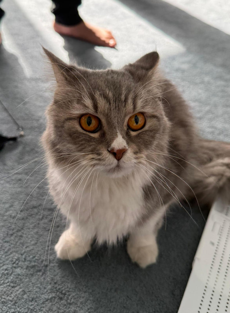 Persian / Female / 1-2 Years Old