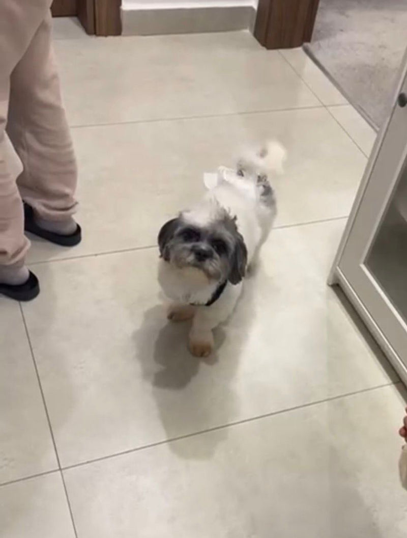 Maltese Mix / Male