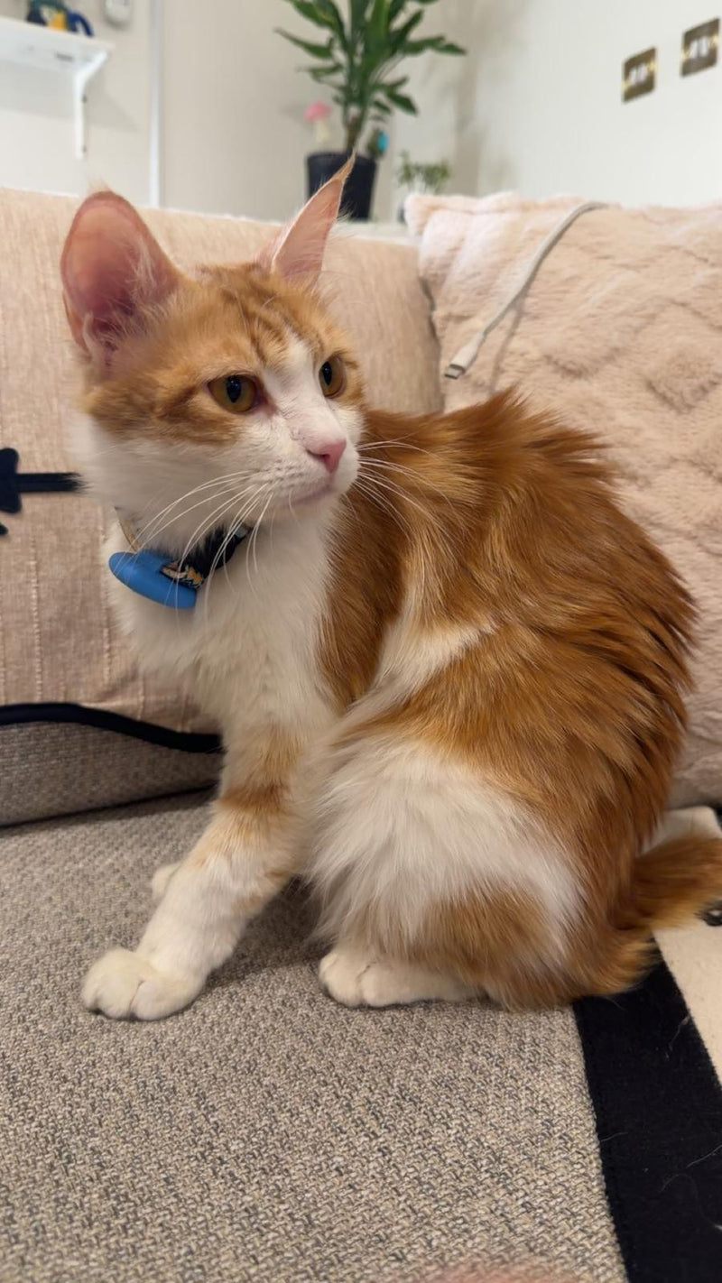 Persian Street Mix / Female