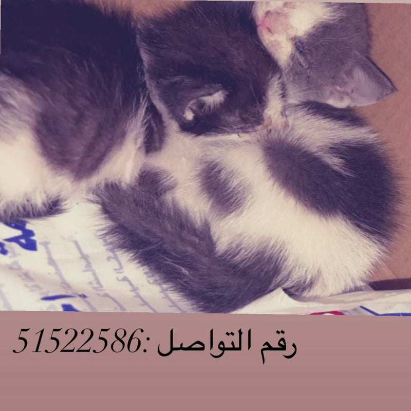 Kittens / Male & Female