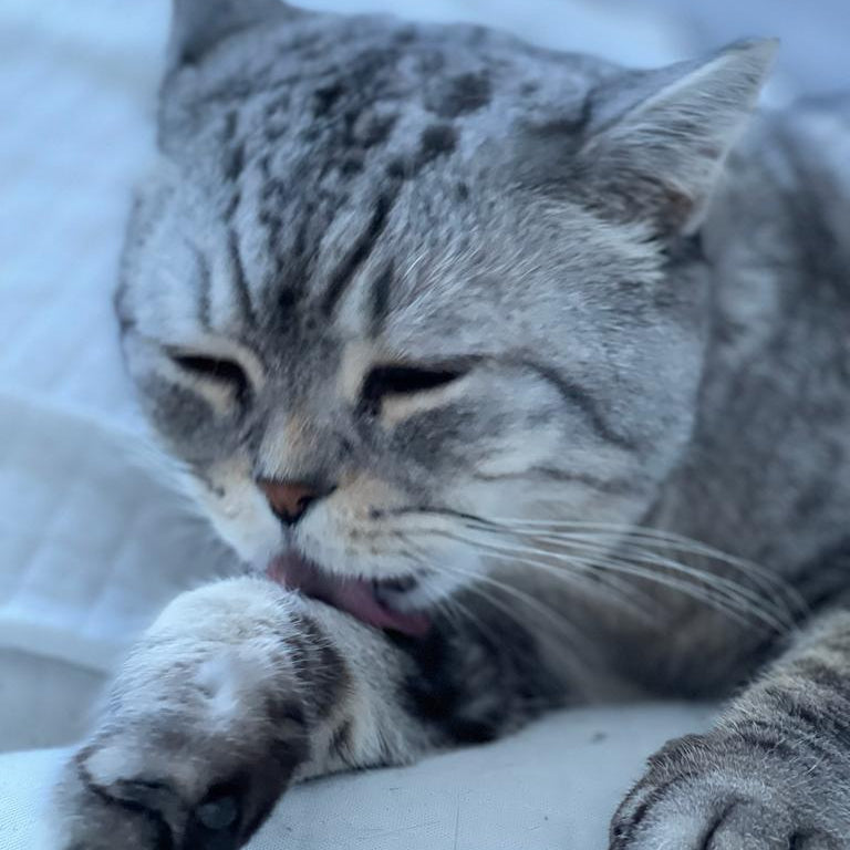 British Shorthair / Male / 11 Years Old