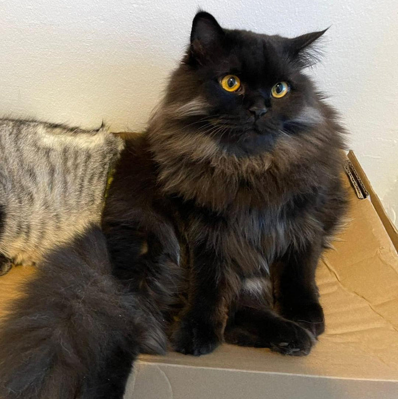 Shirazi - British Shorthair Mix