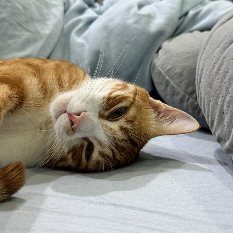 Tango / Domestic Shorthair Tabby / Male / 1 Year Old