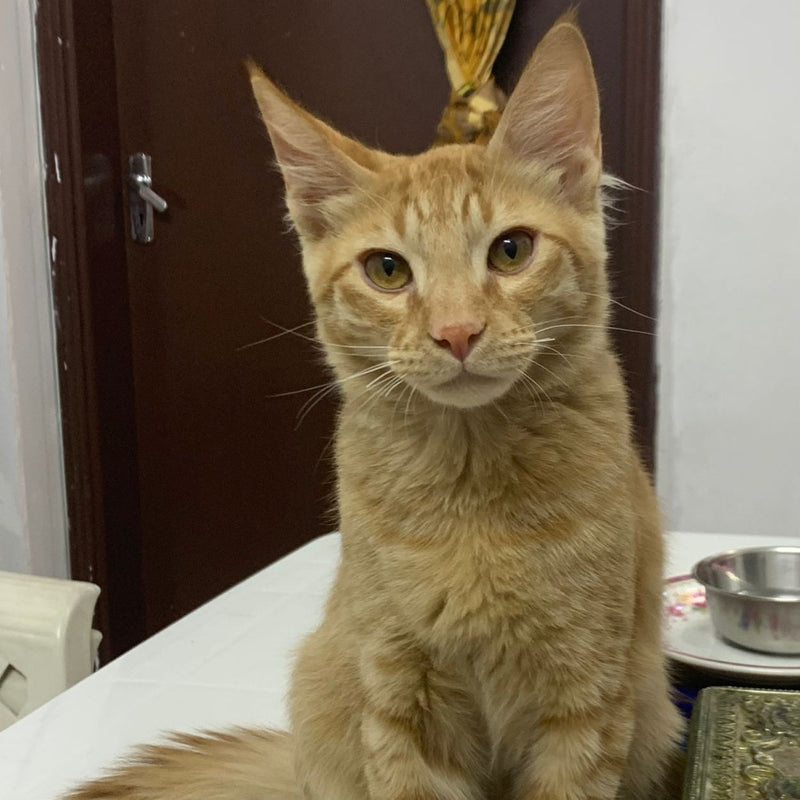 Toto / Male / 5 Months Old