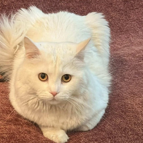 Persian / Male / 1 Year Old