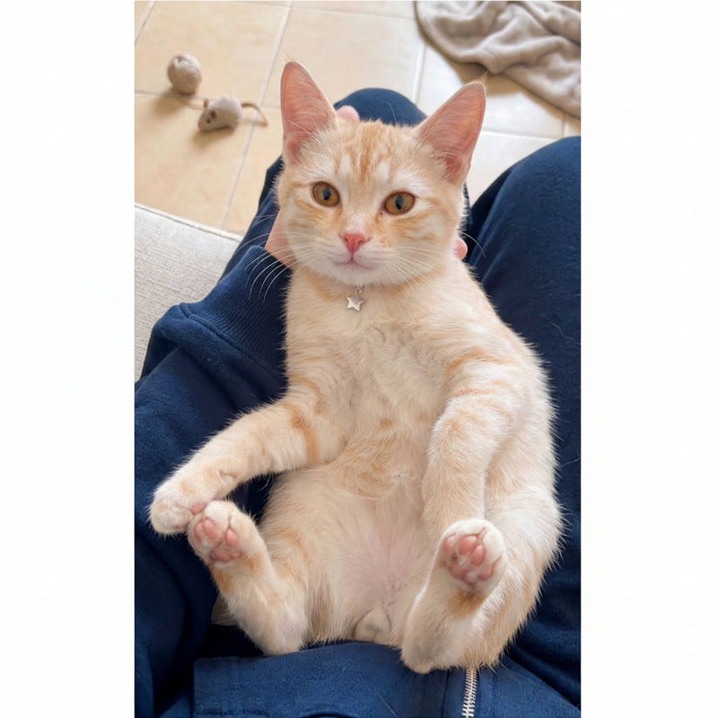 Female Cat / 7 Months Old