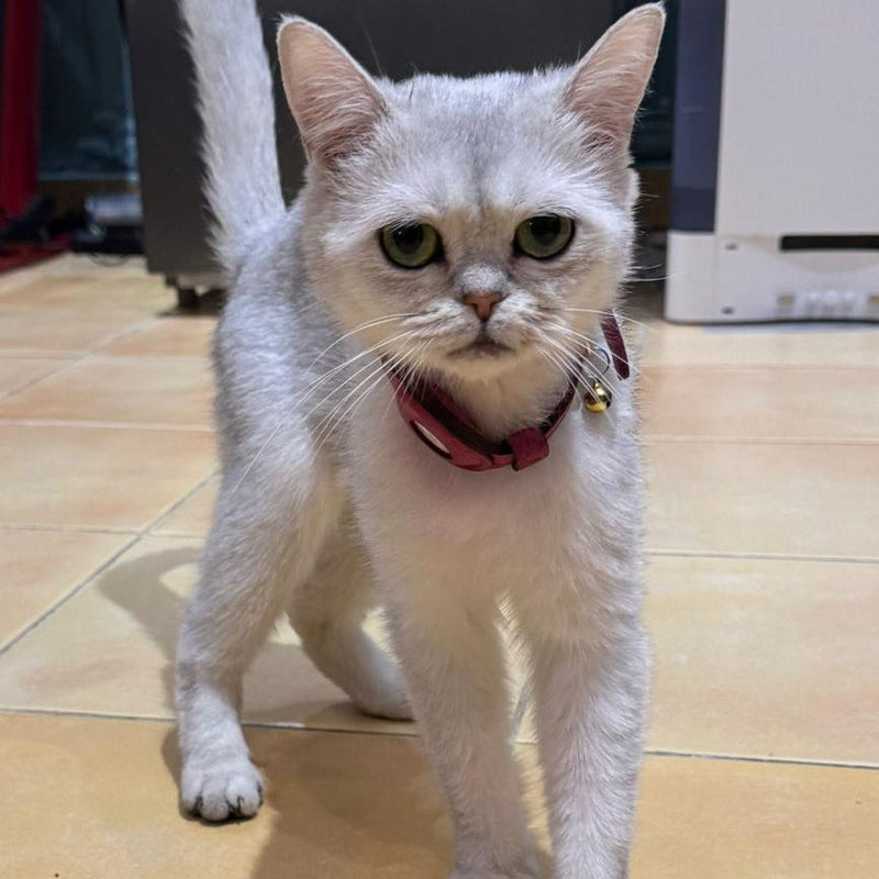 British Shorthair / Female