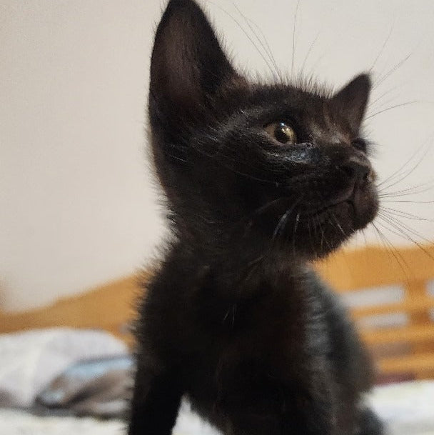 Domestic Shorthair / Male / 4-6 Weeks Old