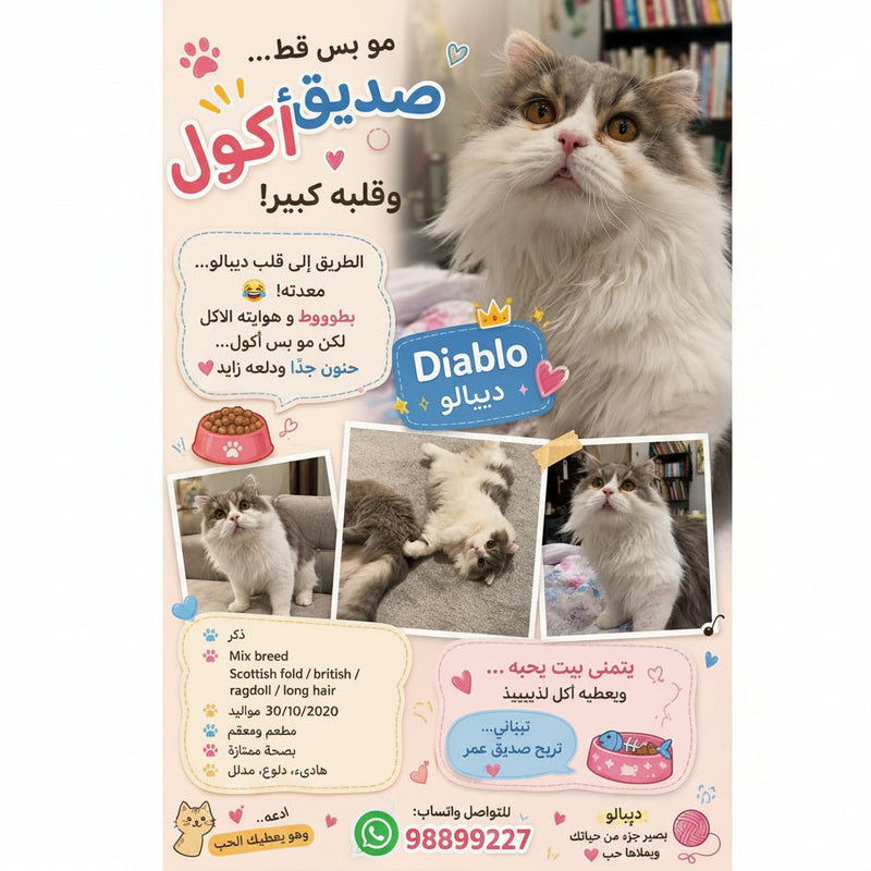 Diablo / Scottish Fold / Male