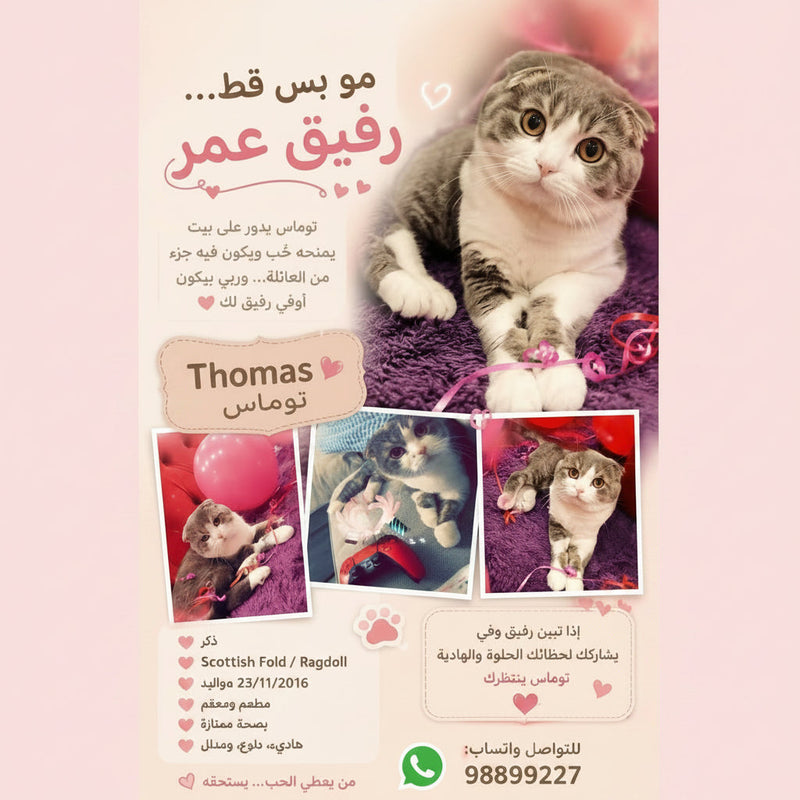 Thomas / Scottish Fold / Male