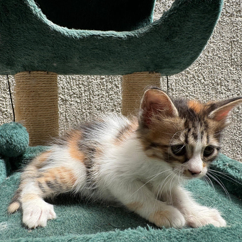 Kittens / 4 Females & 1 Male