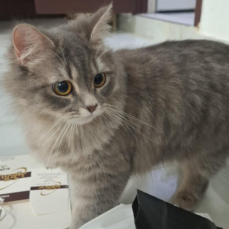 Female Cat / 2 Years Old