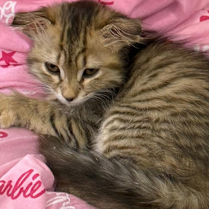 Kitten / 1-2 Month Old