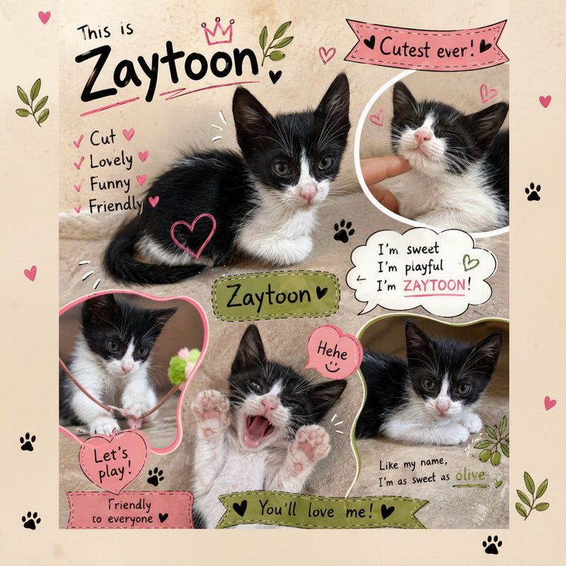 Zaitoon / Domestic-Siamese Mix / Male / 1 Month Old