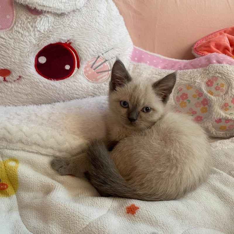 Siamese - British Shorthair Mix / Female