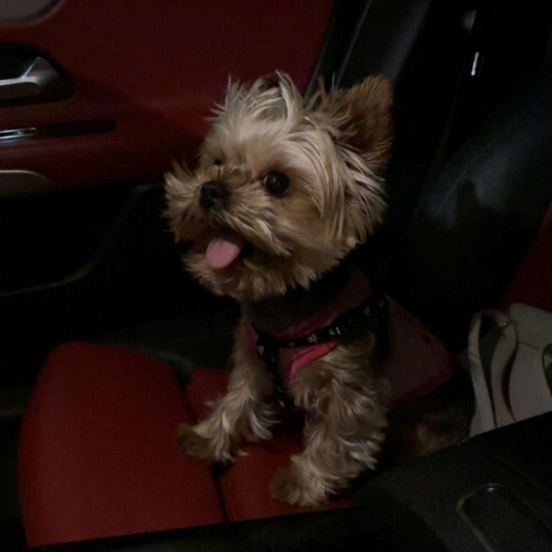 Yorkshire / Female / 5 Years Old