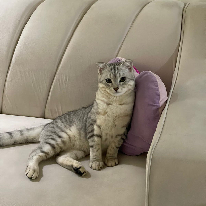 Scottish Fold / Male / 9 Months Old
