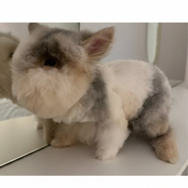 Rabbit / Male / 6 Months Old