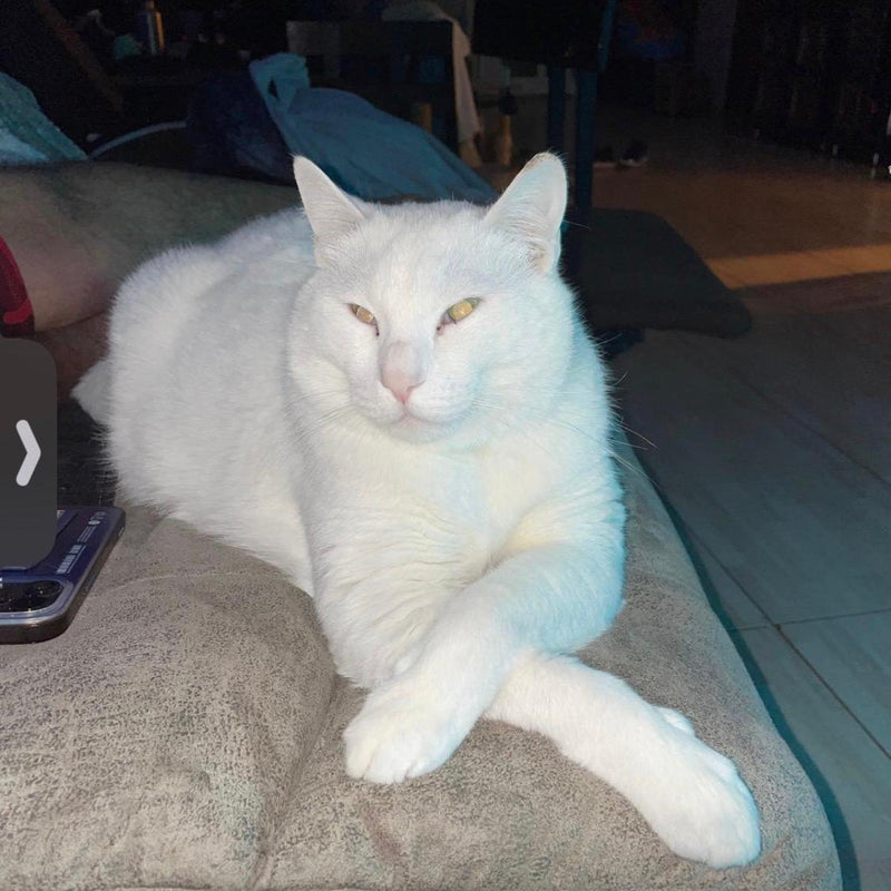 2 Cats (Female & Male)