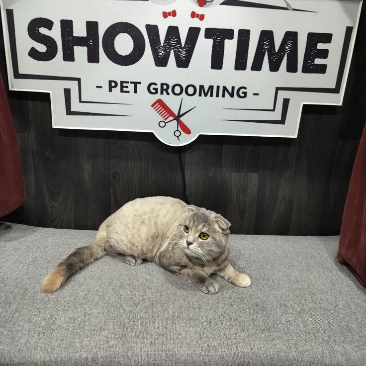 2 Cats / Scottish Fold
