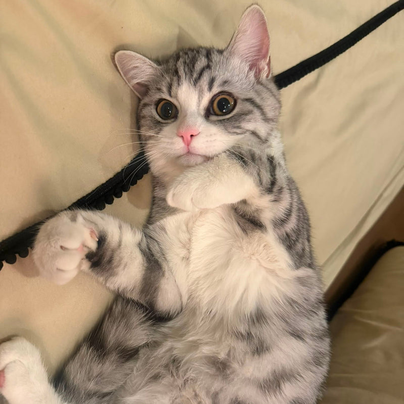 Scottish Straight / Male / 6 Months Old