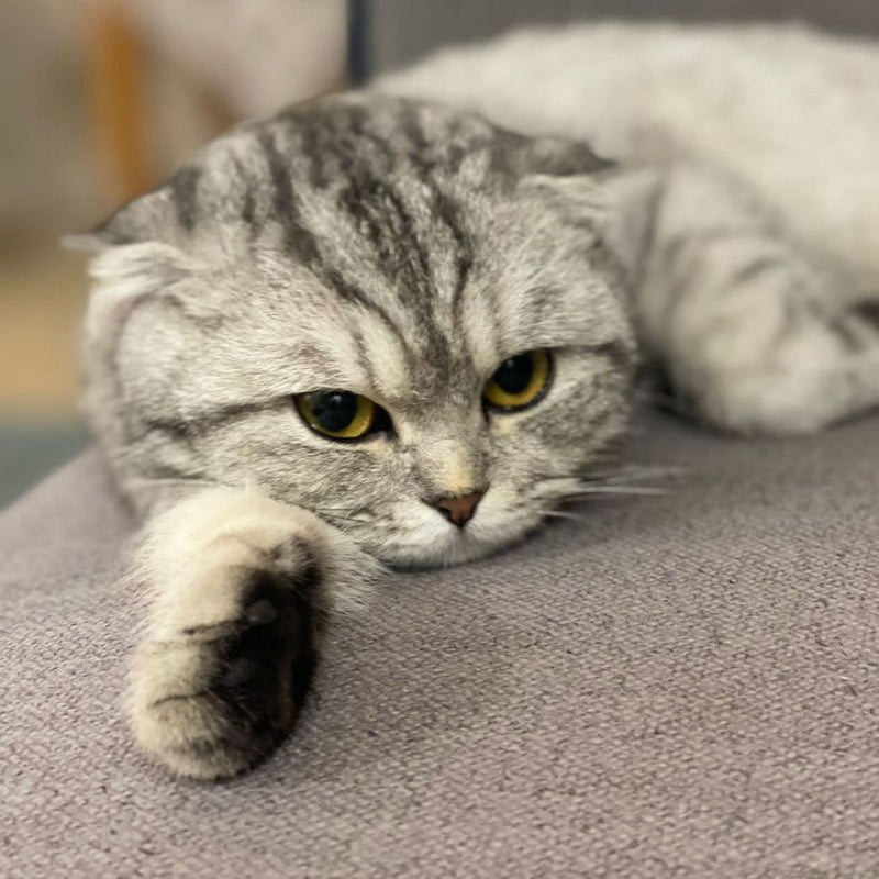 Scottish Fold / Female / 2 Years Old