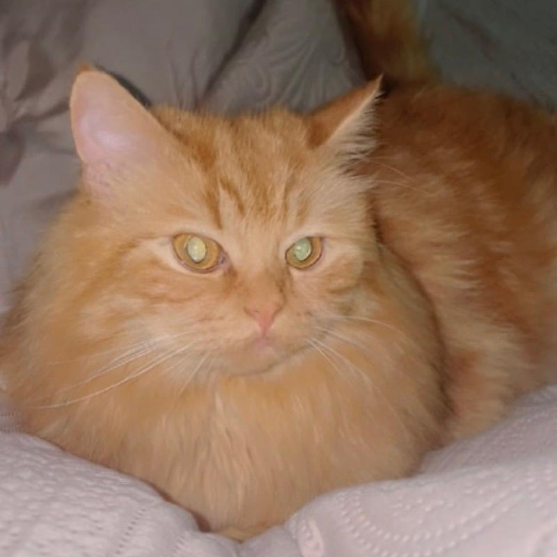 Persian / Male / 5 Years Old