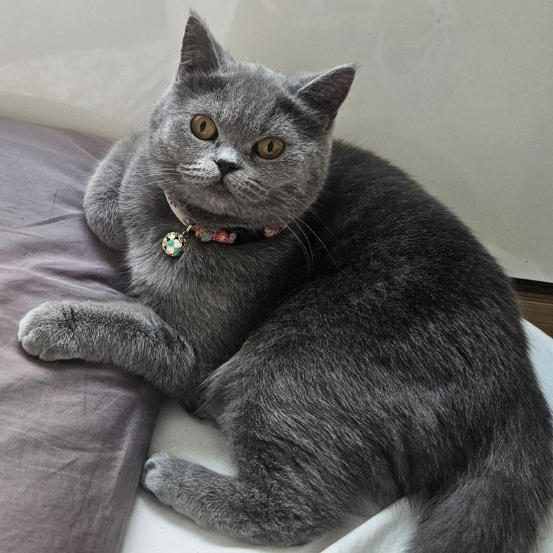 British Shorthair / Female / 1 Year Old