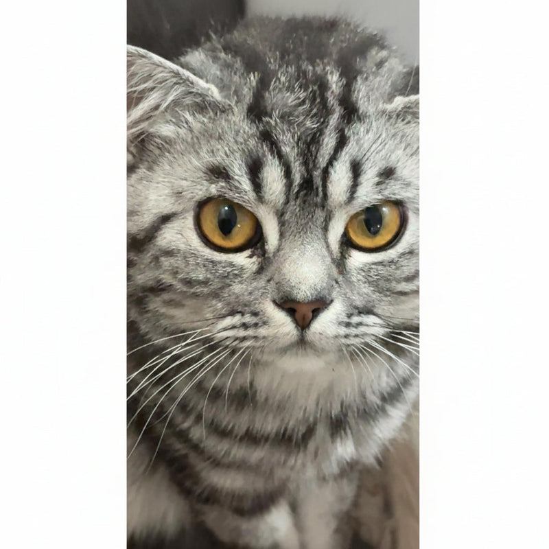 American Cat / Male / 3 Years Old