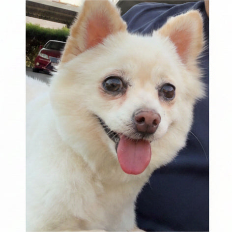 Pomeranian / Female