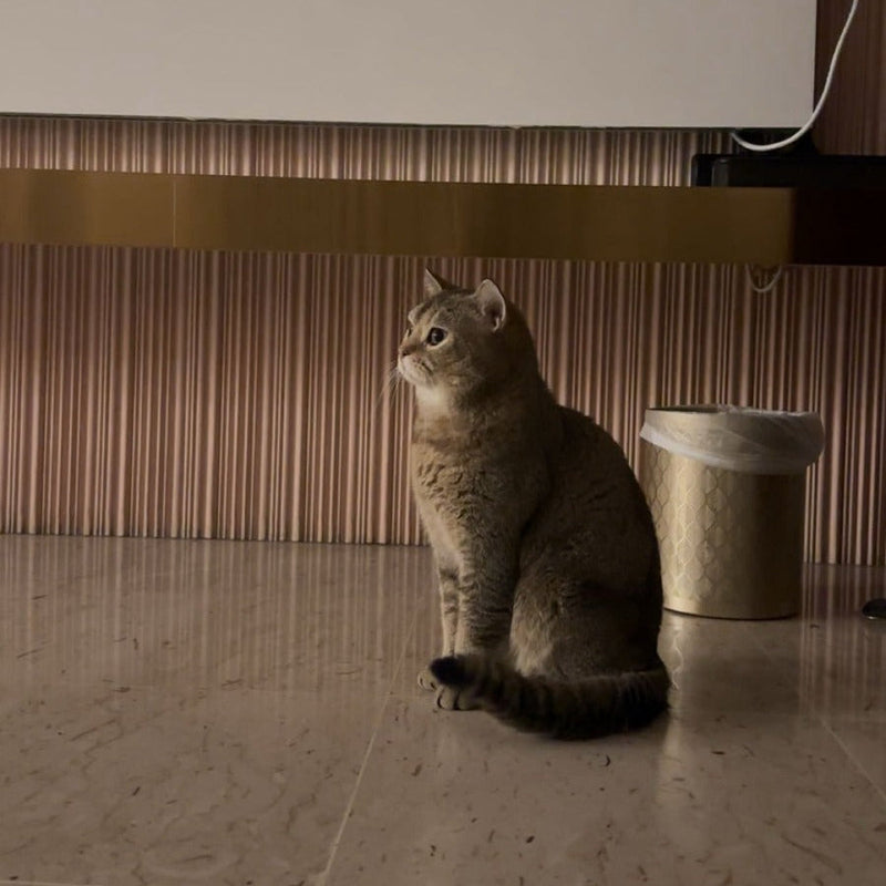 British Shorthair / Male / 3 Years Old