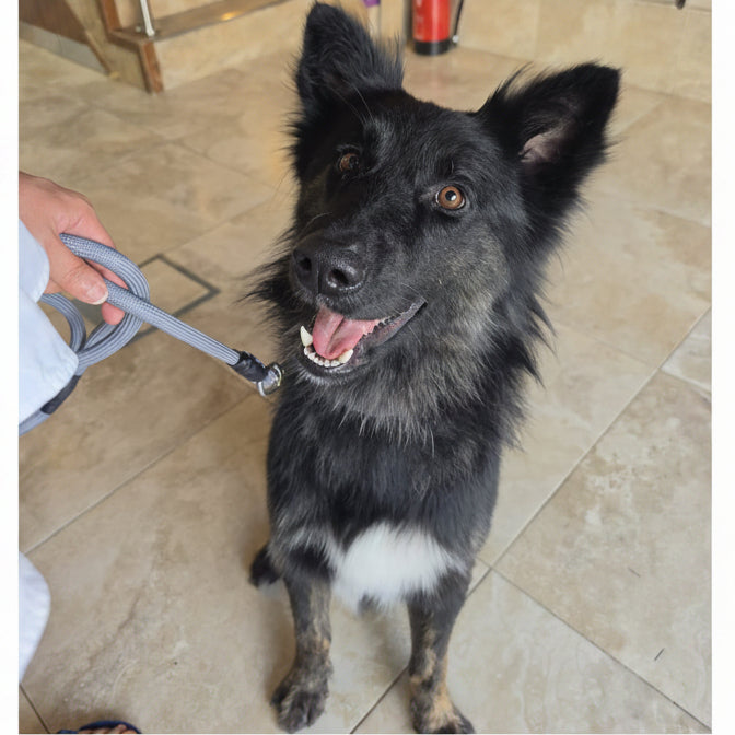 Husky Shepherd Mix / Male / 2 Years Old