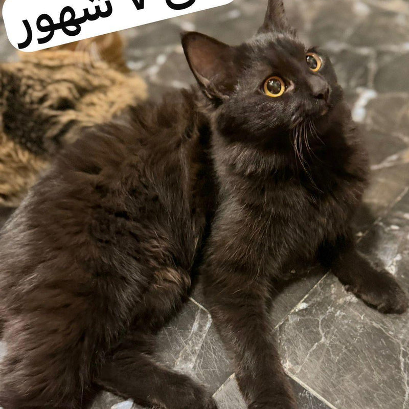 Persian Mix / Female / 7 Months Old