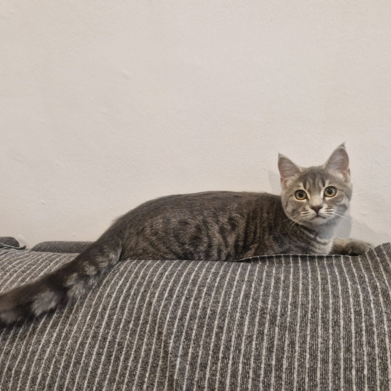 Domestic Shorthair / Male / 6 Months Old