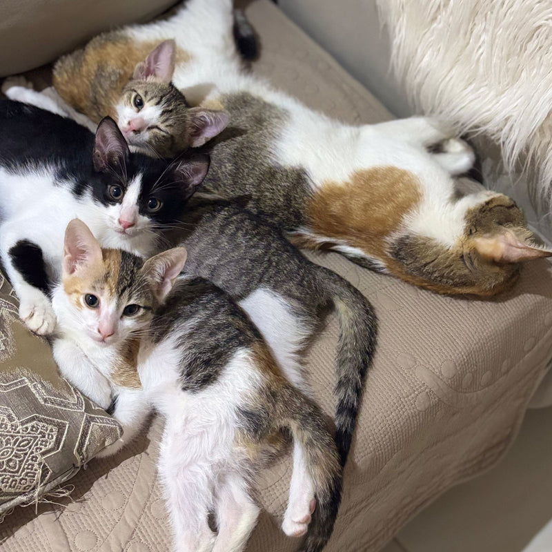 Cats (Mother & Kittens)