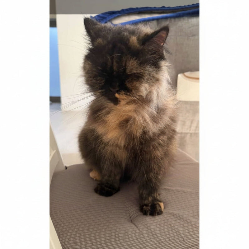 Persian / Female