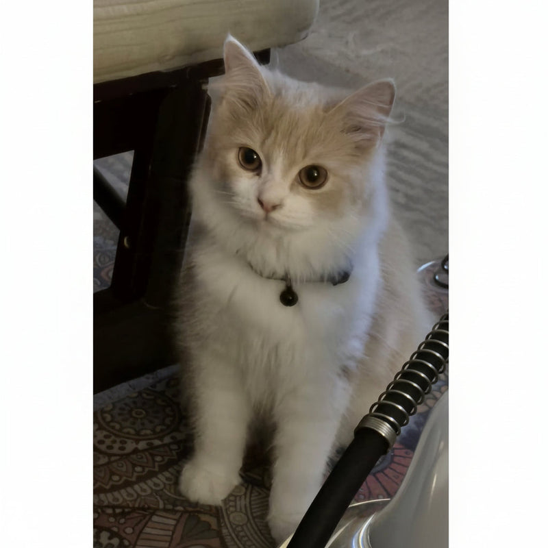 British Longhair / Male / 7 Months Old