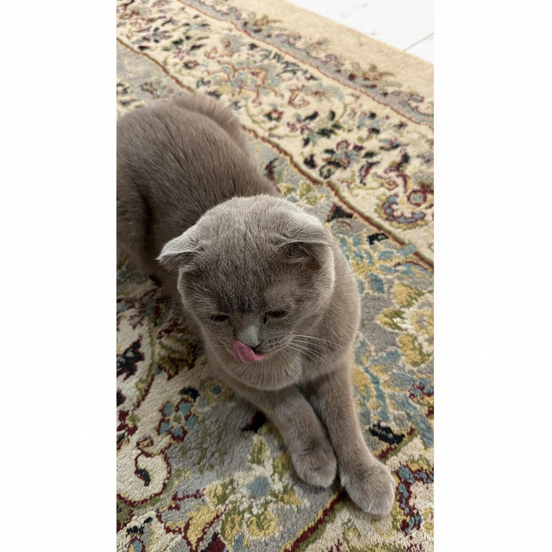 Scottish Fold / Male / 3 Years Old