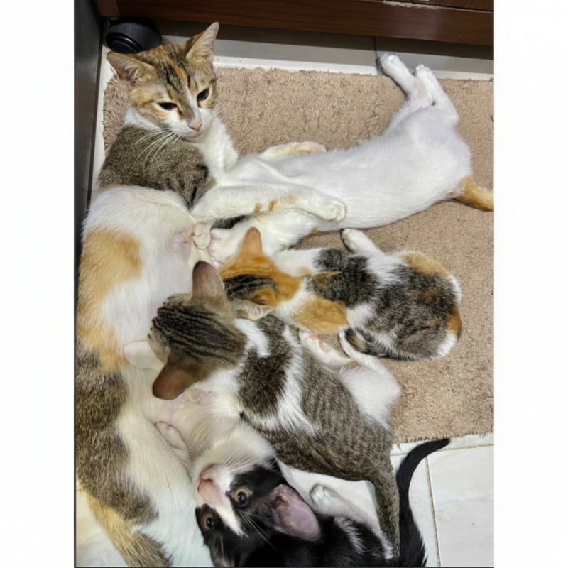 Mother and Kittens