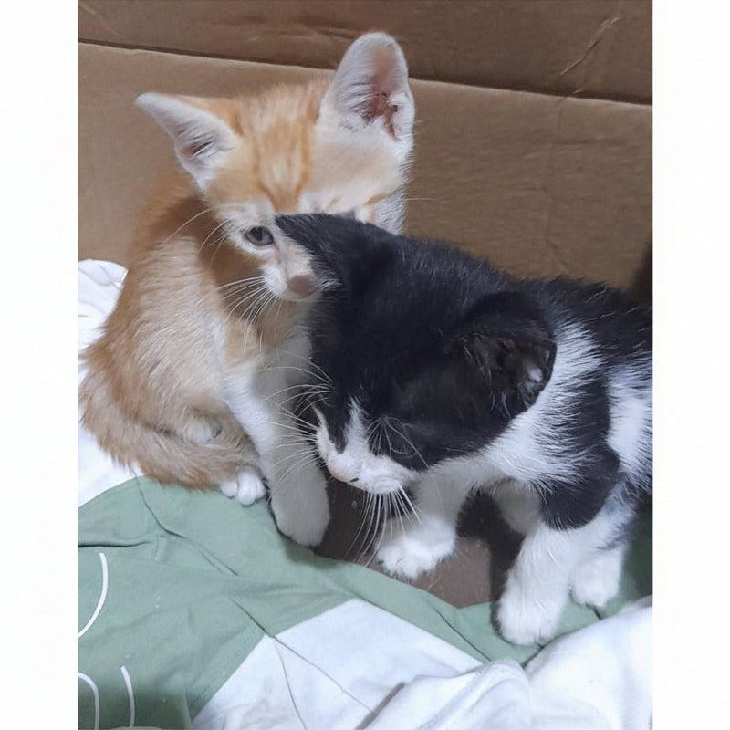 Kittens / Domestic Shorthair