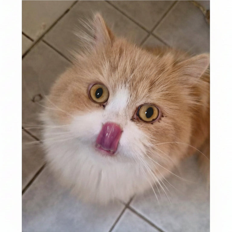 Igor / Persian-Ragdoll Mix / Male