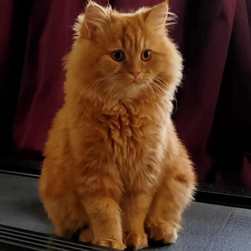 Sulfur / Persian / Male