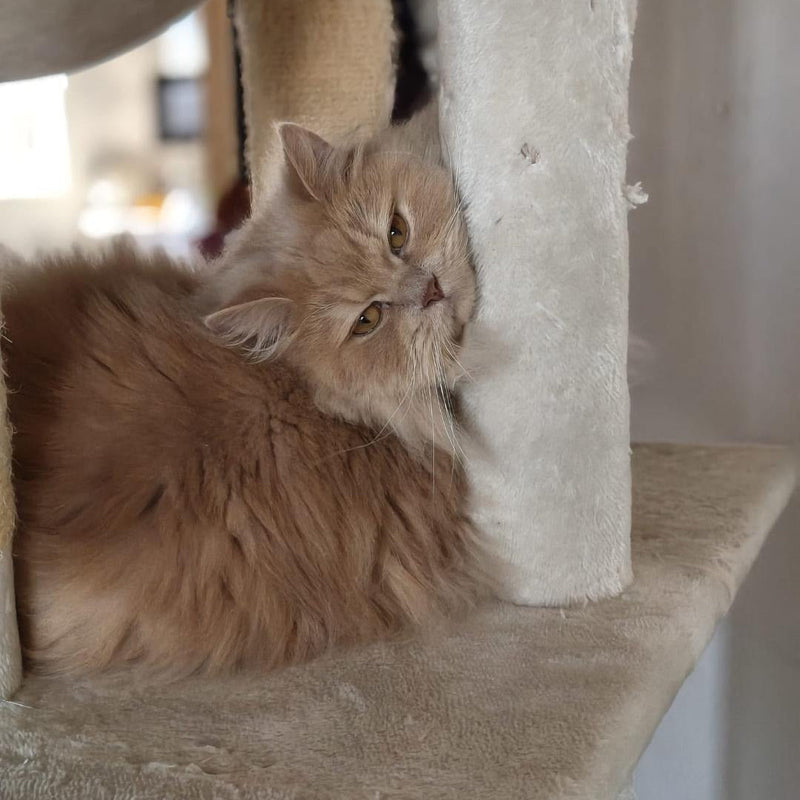 Persian / Male / 5 Years Old