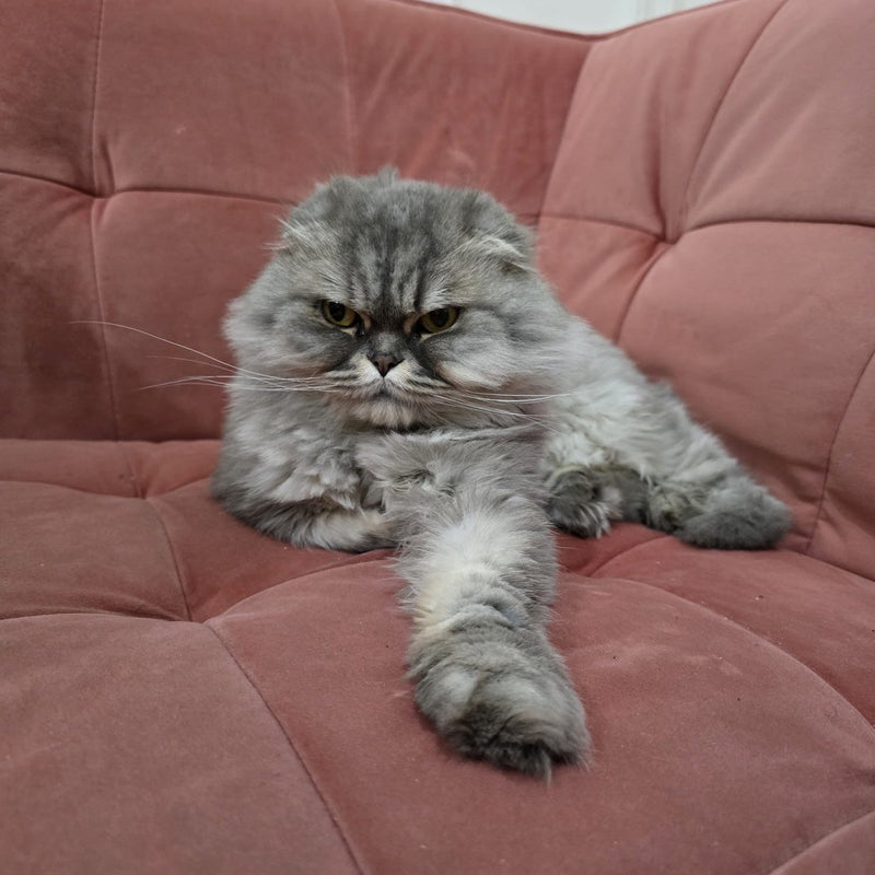 Scottish Fold / Female / 5 Years Old