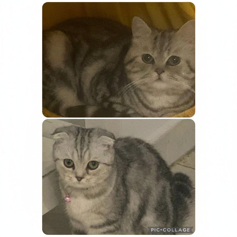 2 Cats / Male & Female