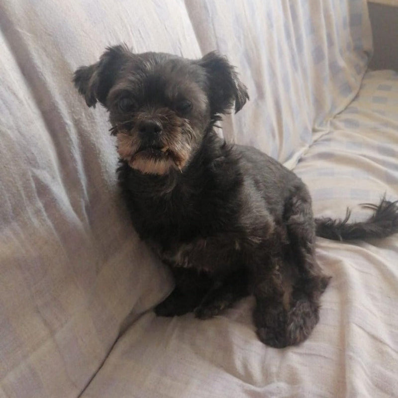 Terrier / Female